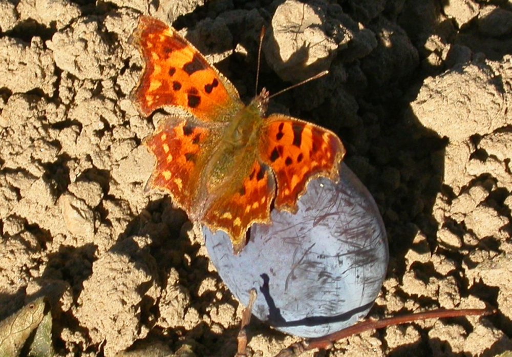 Fallobst bietet vielen Insekten, wie dem C-Falter, Nahrung. Foto: M. Aletsee)