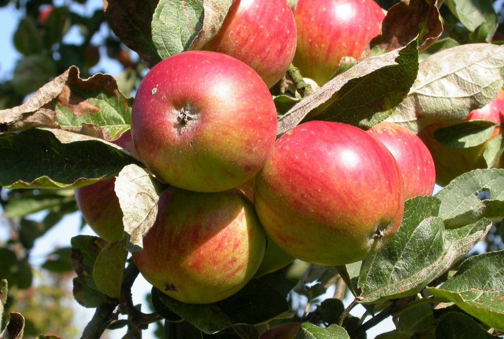 lokaleObstsorte_Aachener Hausapfel_M_Aletsee