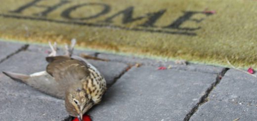 Singdrossel nach Aufprall an Verandafenster (Foto: NABU/A. Wolff)