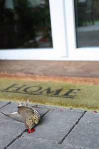 Singdrossel nach Aufprall an Verandafenster - Foto: NABU/A. Wolff