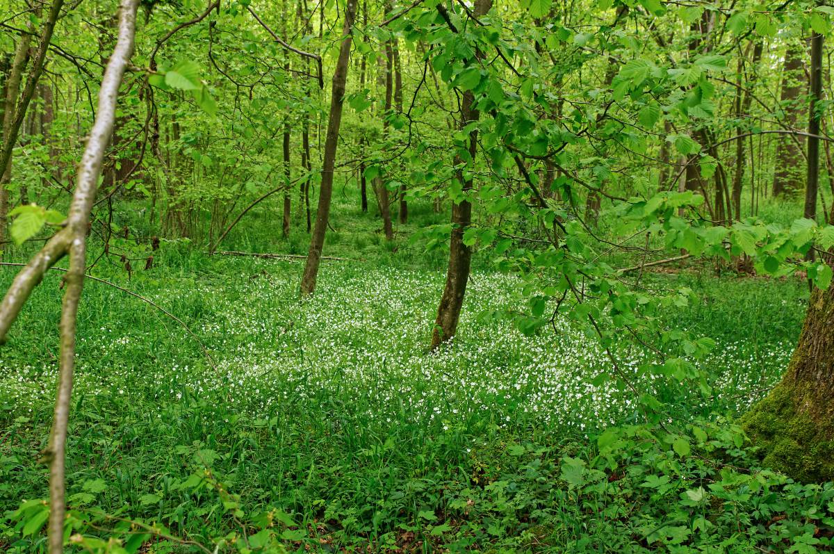 Freyenter Wald NaturschutzstationAachen